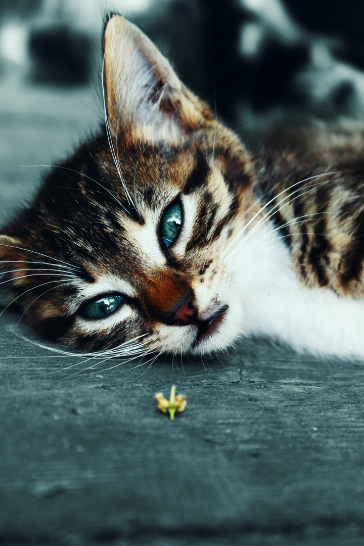 Kitten (Karasu, Turkey)