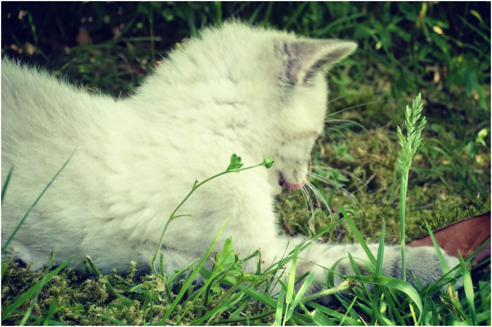 Kitten playing with a leaf