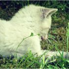 Kitten playing with a leaf