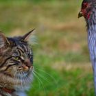 Kitten trifft Chicken