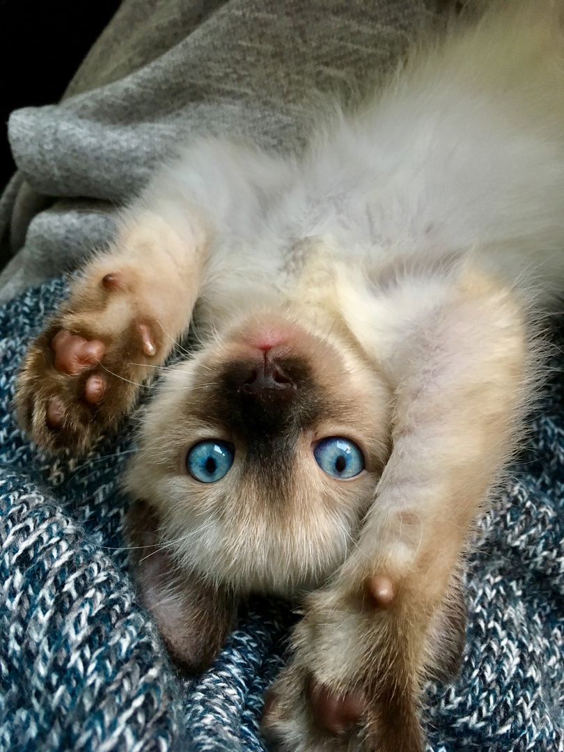 Kitten zeigt schöne Augen 