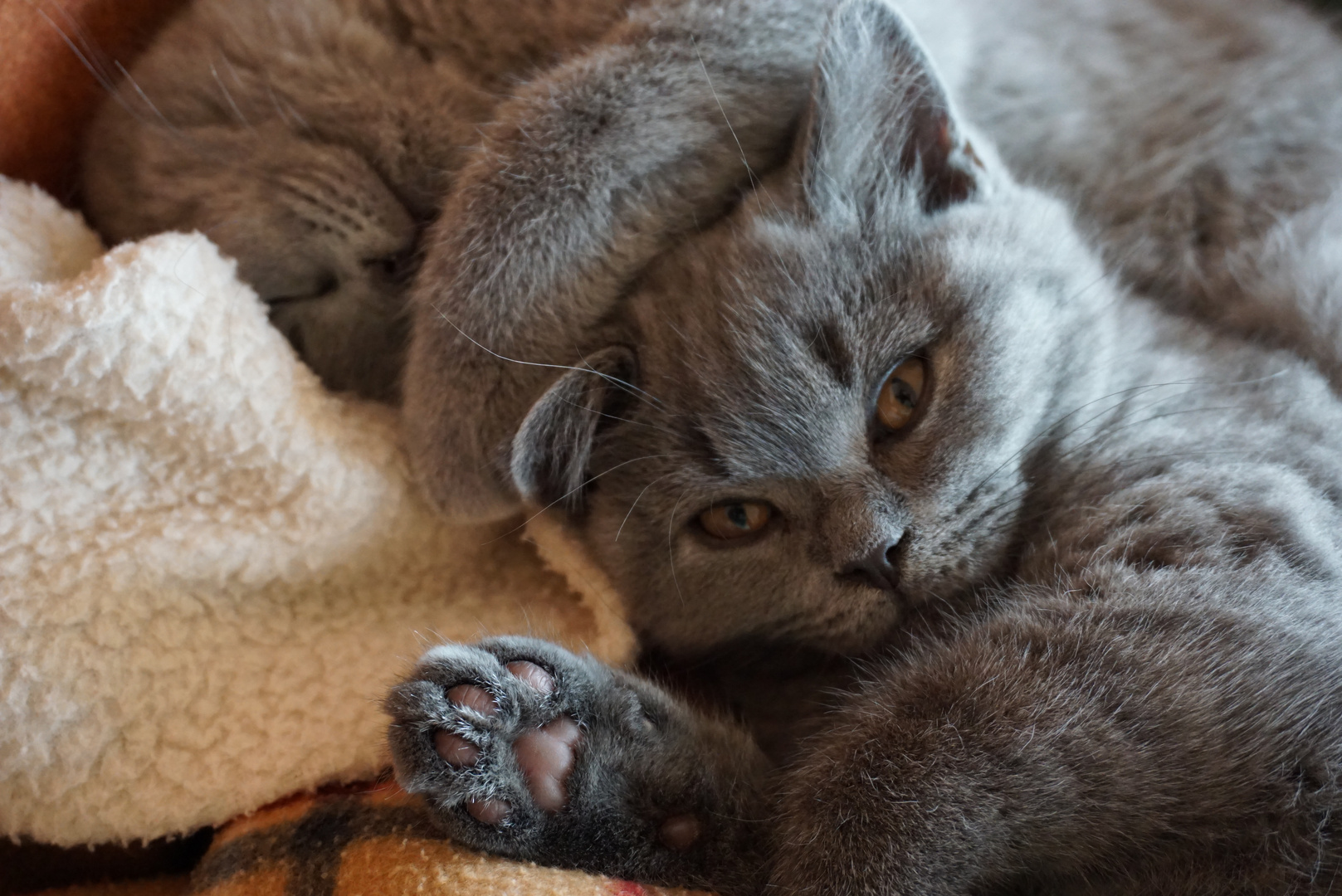 Kittenkuschelduo