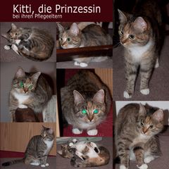 Kitti unsere Pflegekatze für eine Woche 2