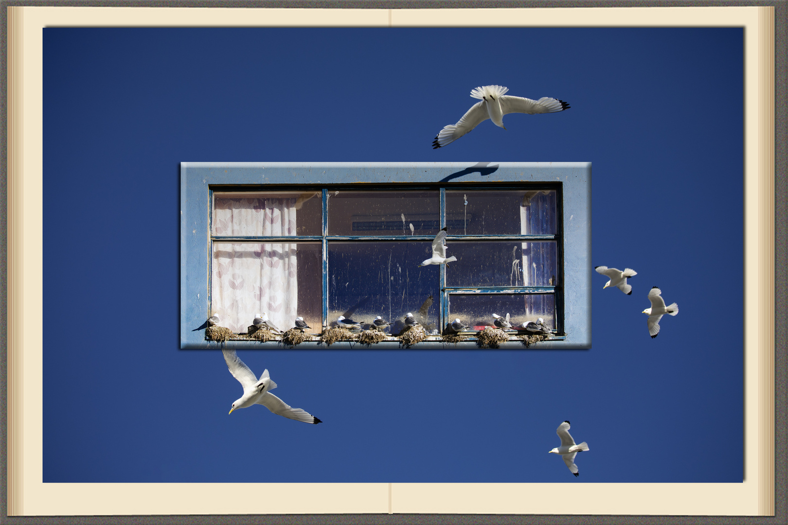 Kittiwakes Windows