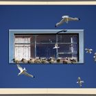 Kittiwakes Windows