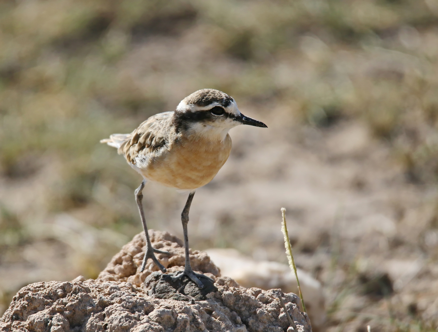 Kittlitzs-Plover,Charadrius pecuarius