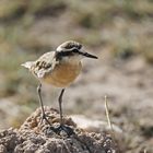 Kittlitzs-Plover,Charadrius pecuarius