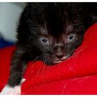 kitty- 9 days old