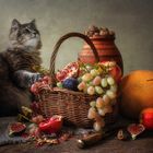 Kitty and fruit still life