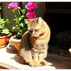 Kitty auf dem Fensterbrett