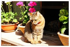 Kitty auf dem Fensterbrett