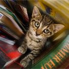 Kitty book worm