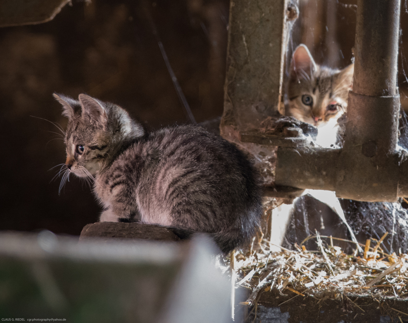 Kitty & Friend