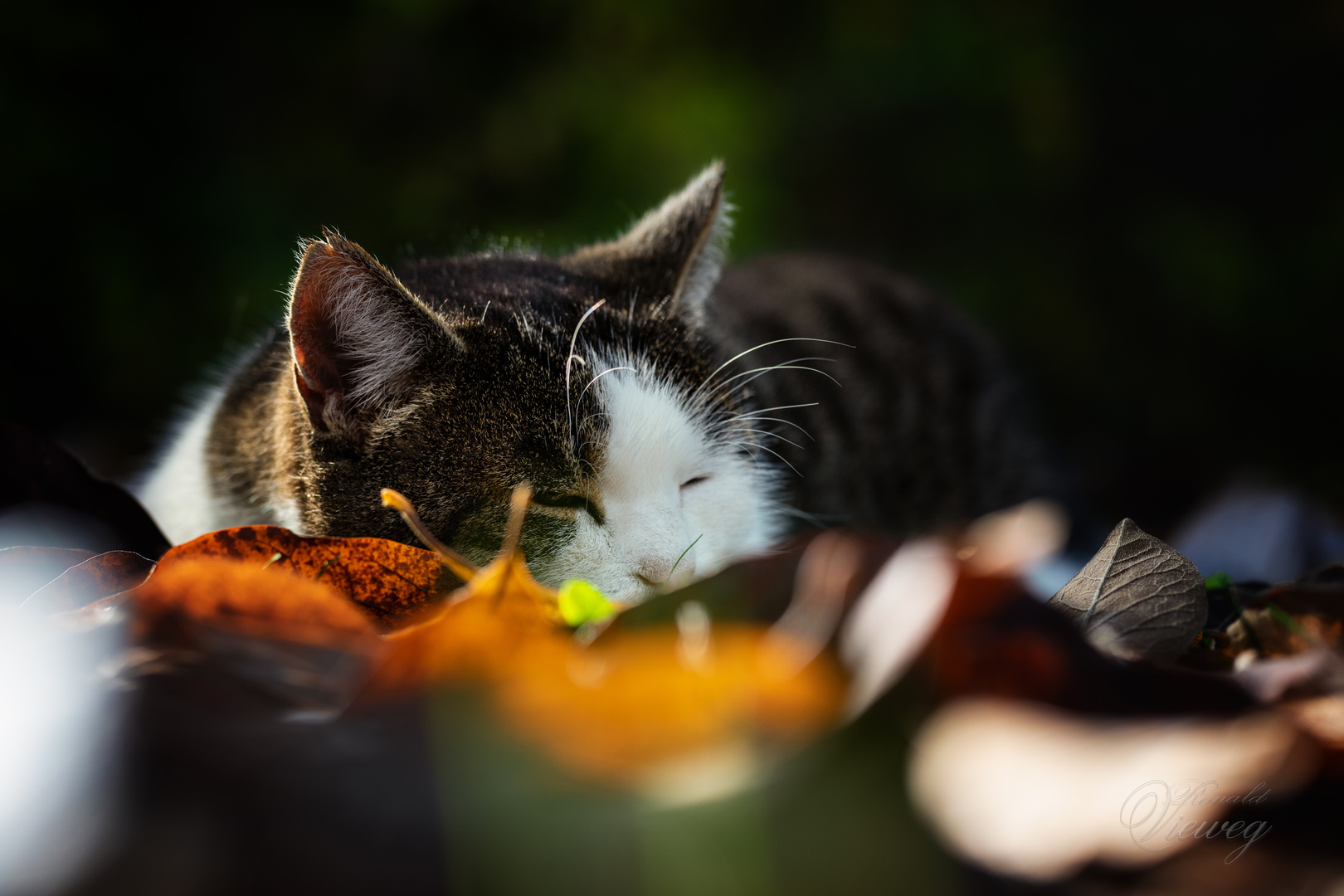 Kitty genießt die Herbstsonne