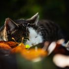 Kitty genießt die Herbstsonne