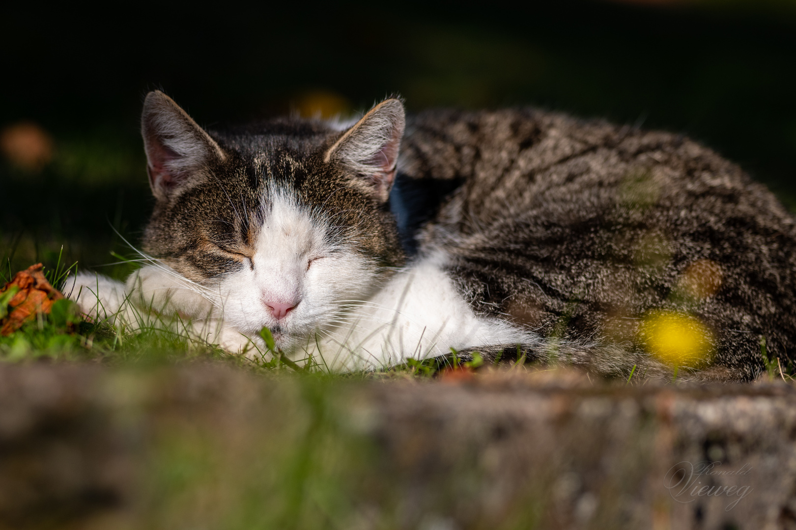 Kitty genießt die Oktobersonne 1