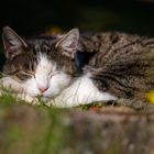 Kitty genießt die Oktobersonne 1