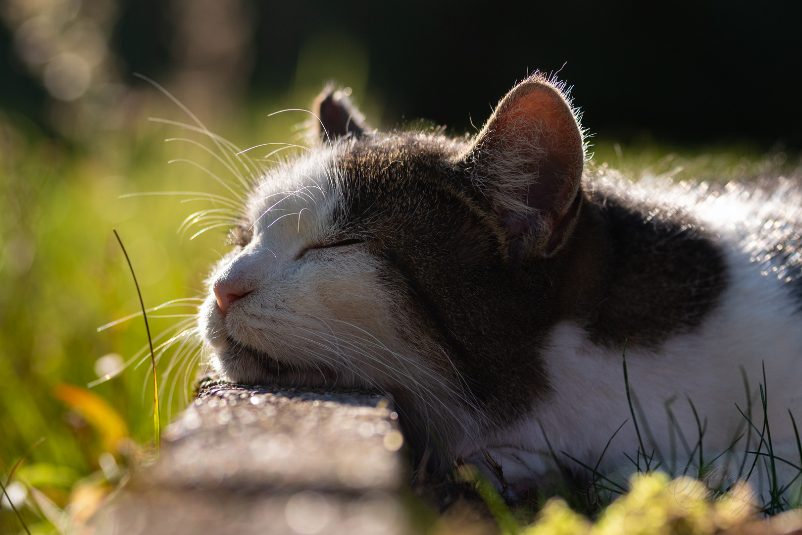 Kitty genießt die Oktobersonne 2