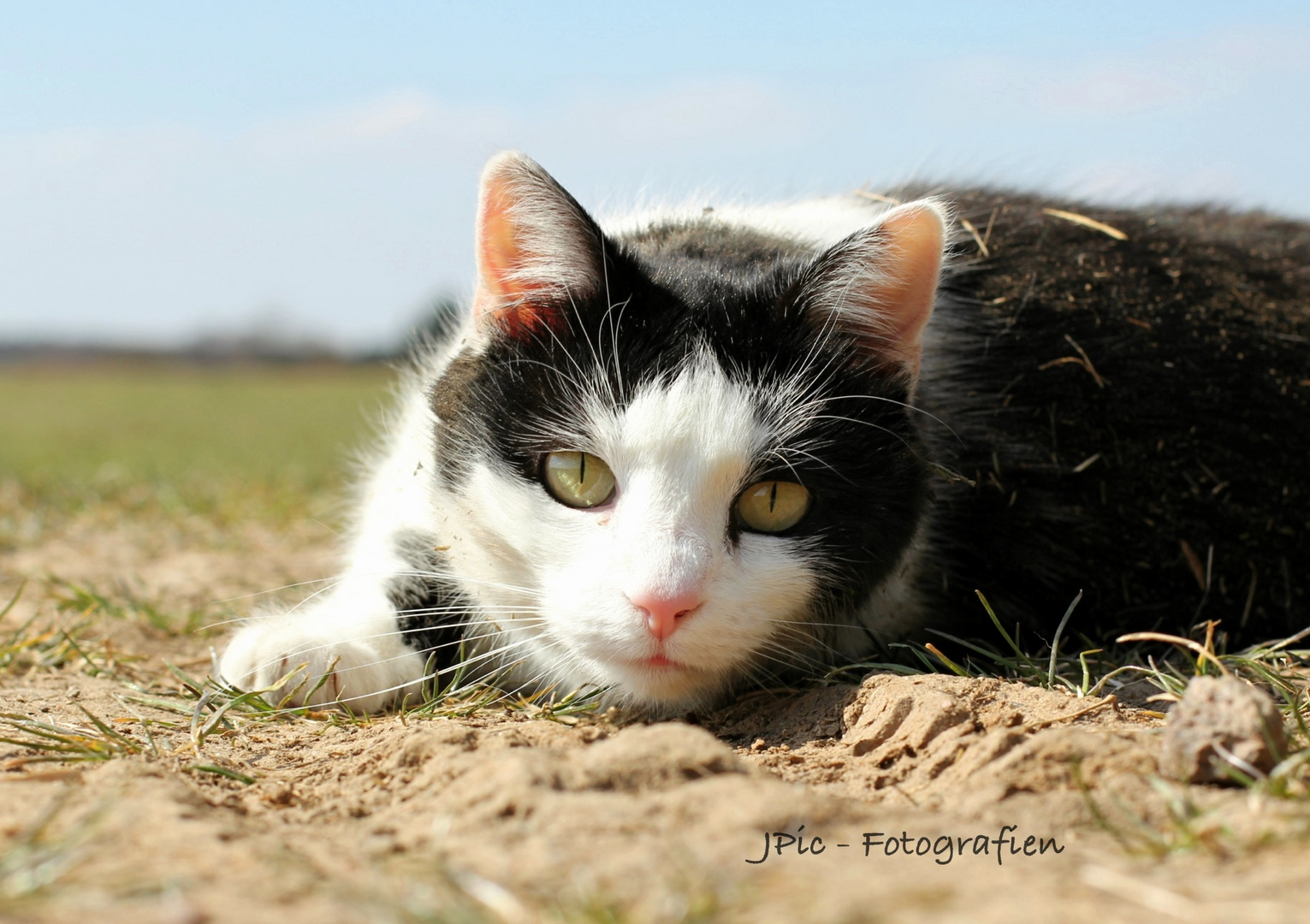 Kitty im Feld