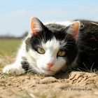 Kitty im Feld