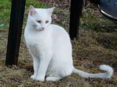 Kitty im Garten