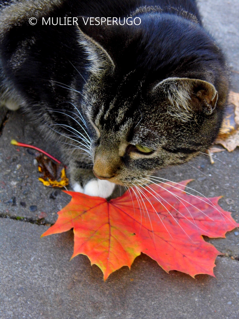 Kitty im Herbst