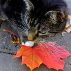 Kitty im Herbst