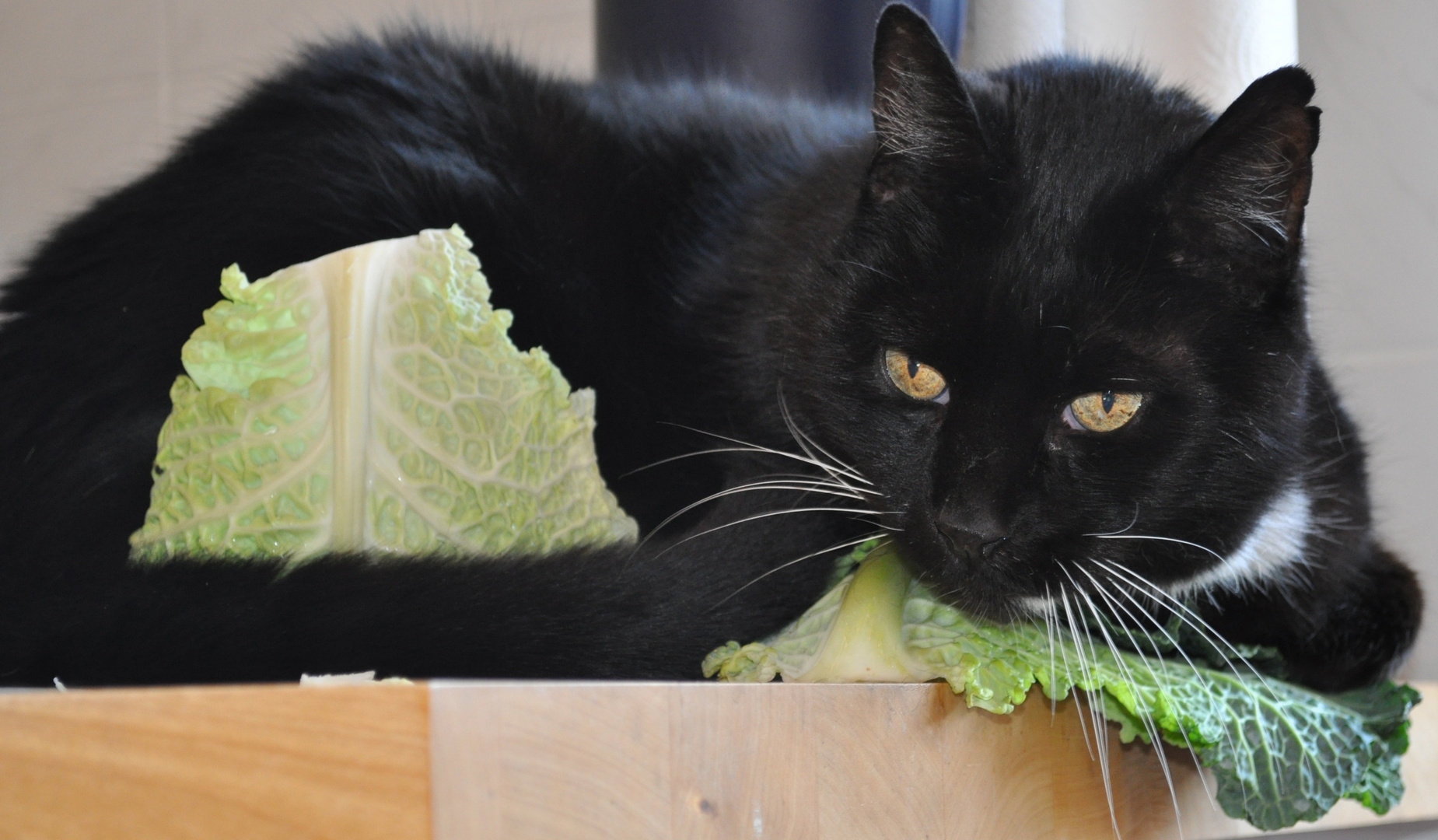 Kitty im Kohl ..... es sollten Kohlrouladen werden !!