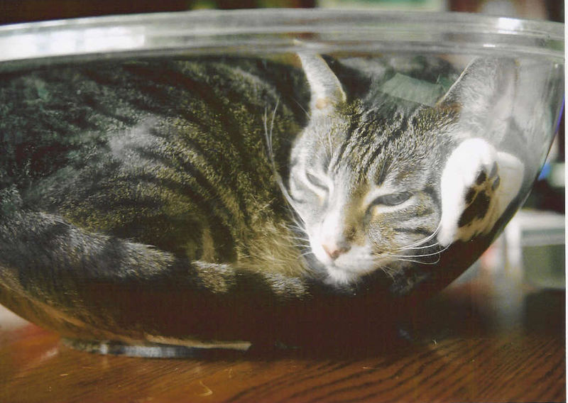 Kitty in the bowl