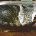 Kitty in the bowl