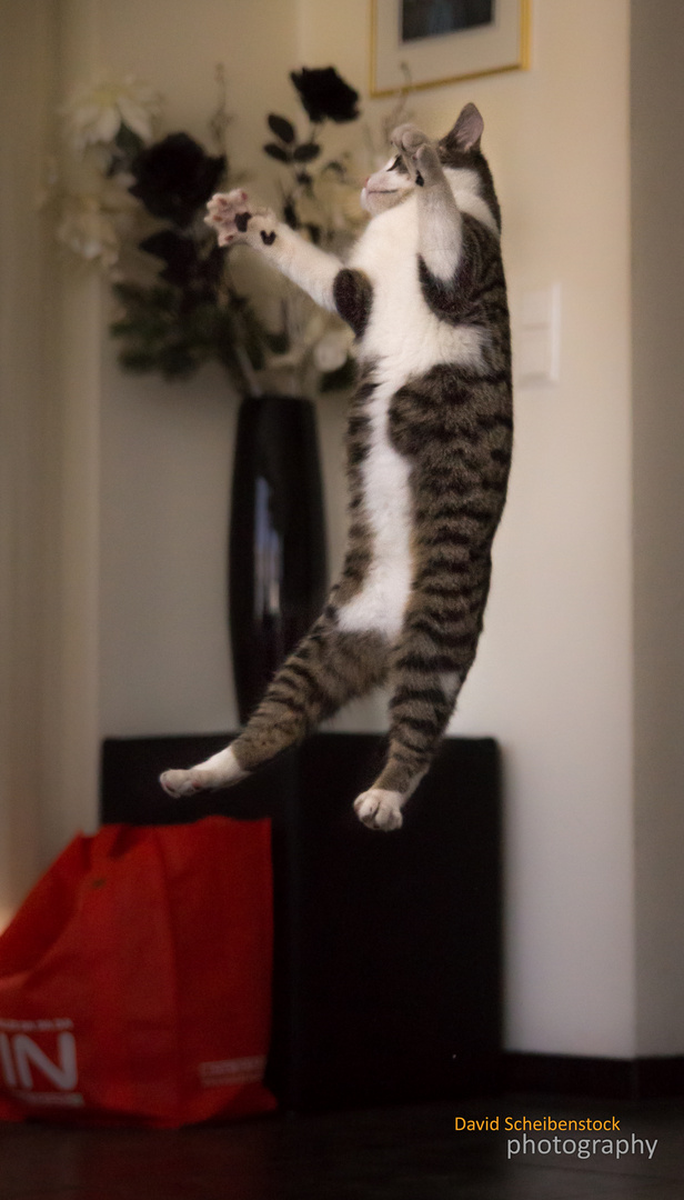 kitty jump around