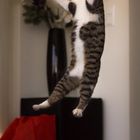 kitty jump around