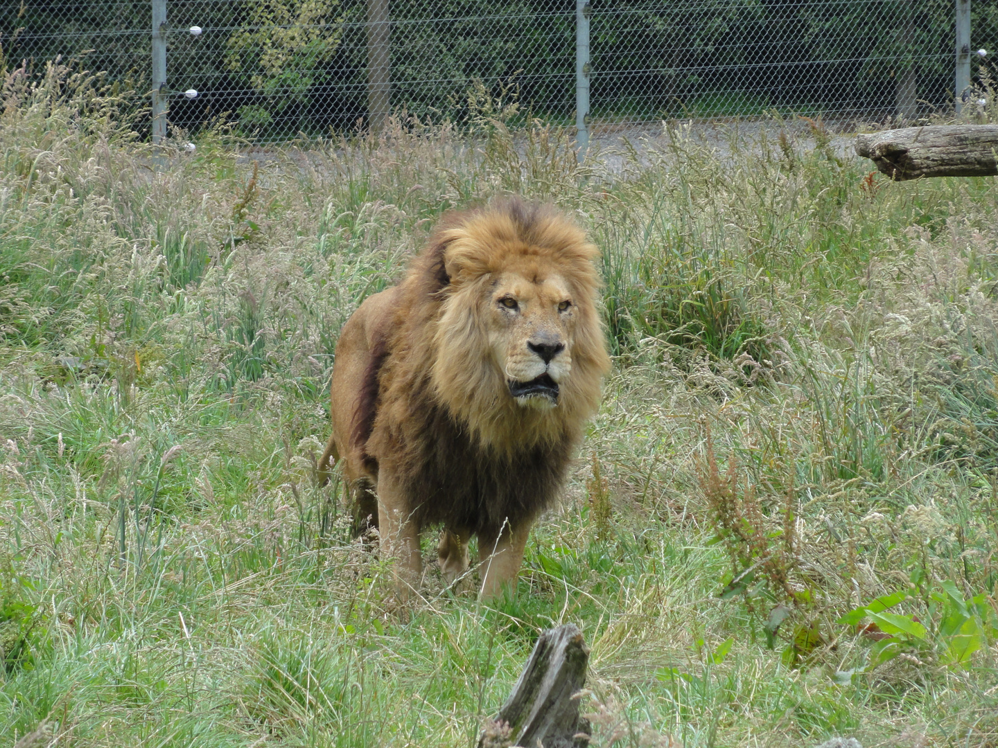 Kitty-Katty Foto & Bild | tiere, zoo, wildpark & falknerei, säugetiere ...