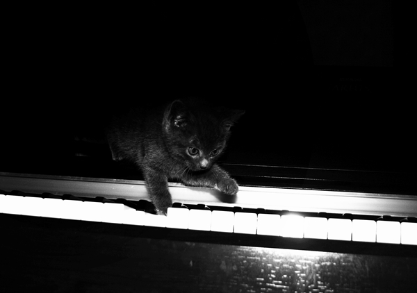 Kitty Loves The Piano