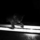 Kitty Loves The Piano