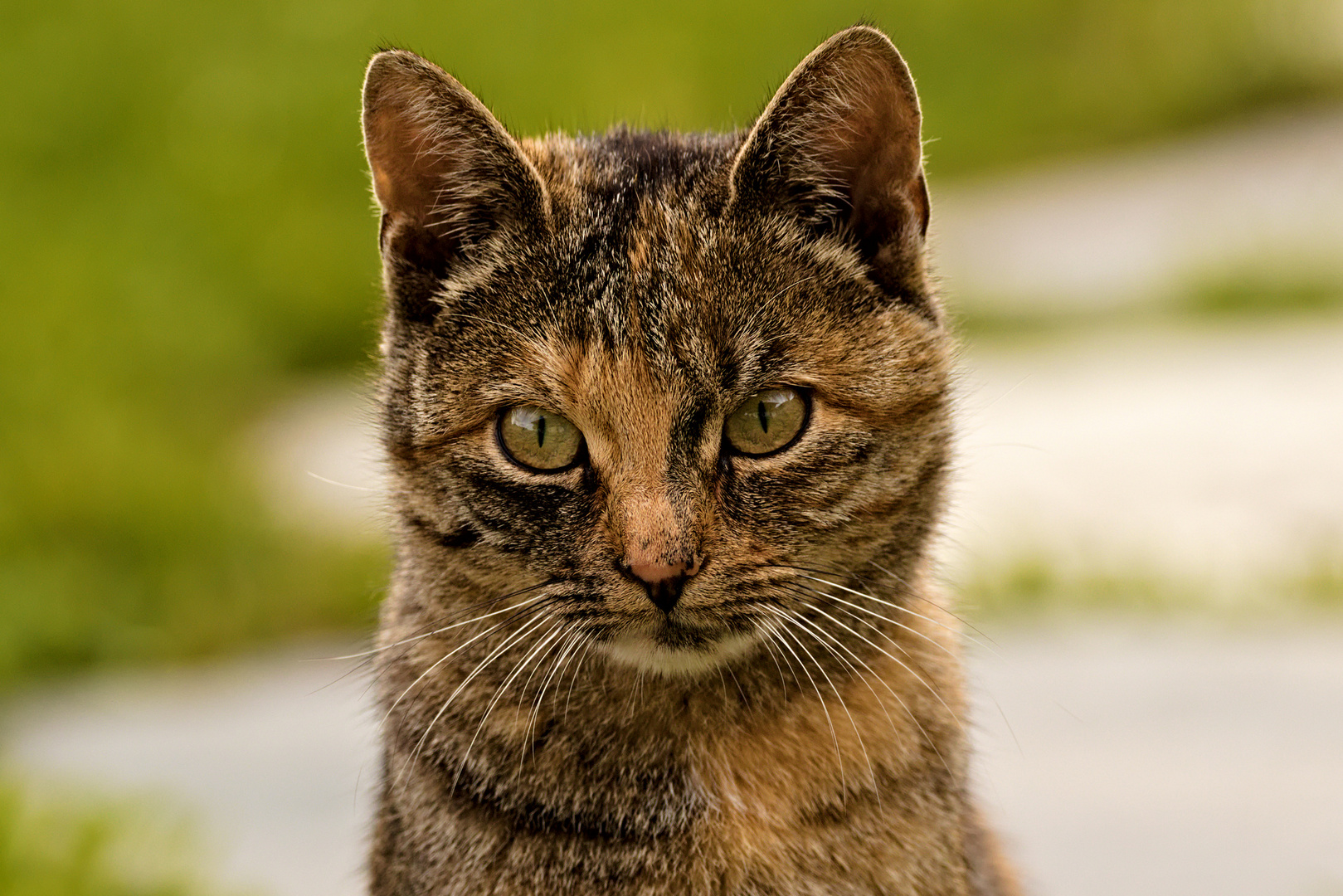 Kitty Portrait