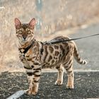 Kitty taking a stroll on sport field.