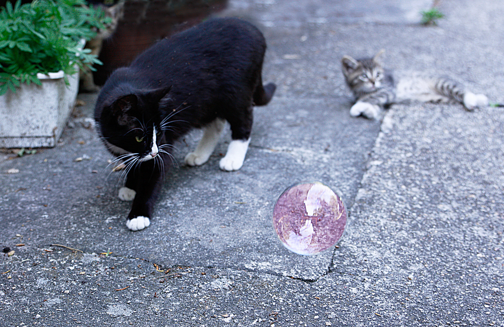 Kitty und Seifenblasen