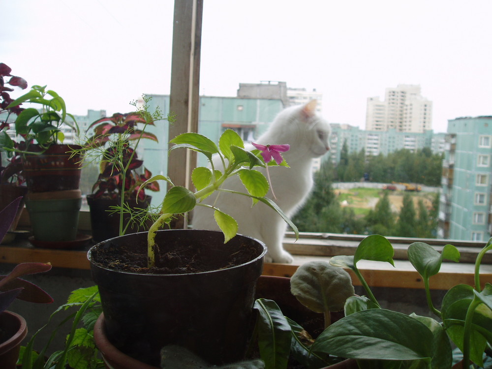 kitty with flower)