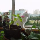 kitty with flower)