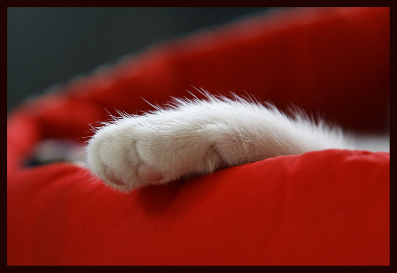 Kittypaw