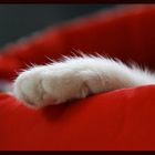 Kittypaw