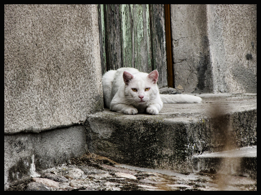 Kitty´s Streetlife