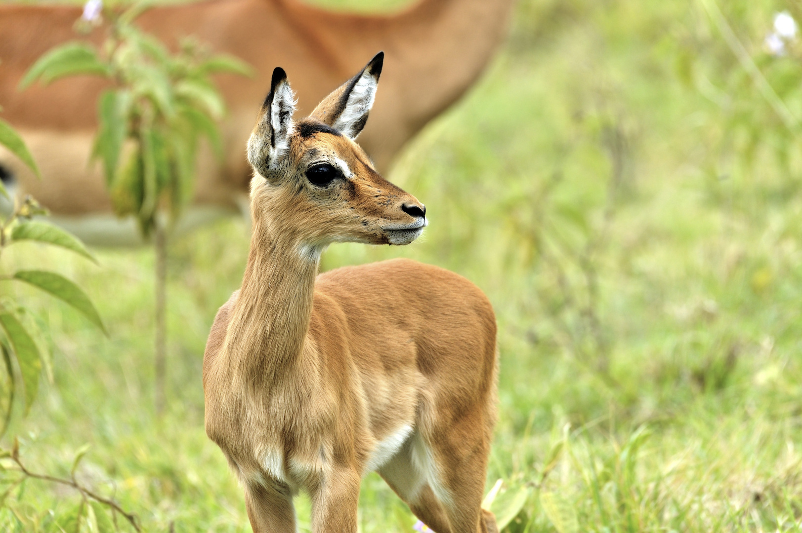 Kitz einer Impala Antlope