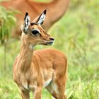 Kitz einer Impala Antlope