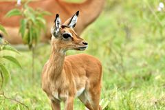 Kitz einer Impala Antlope