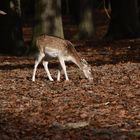 Kitz in herbstlicher Sonne