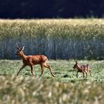 "Kitz und Mama"