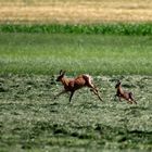 "Kitz und Mama" .... noch eines