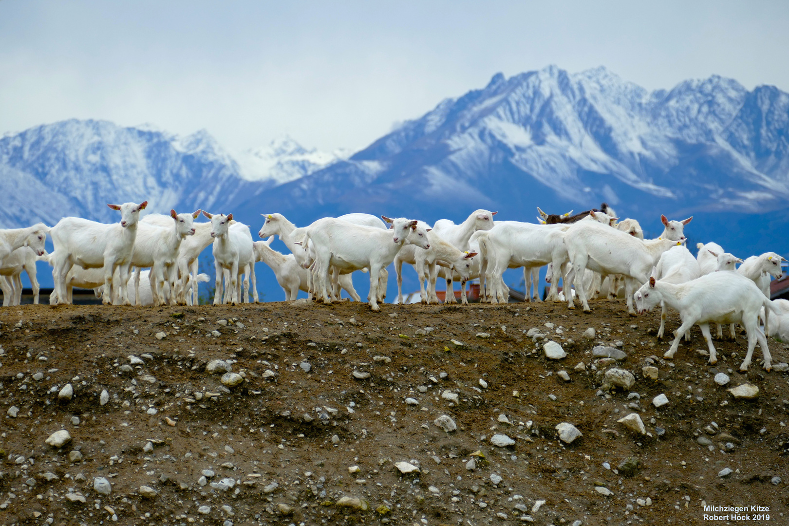 Kitze von weißen Milchziegen bzw. Edelziegen vor Bergkulisse in Tirol